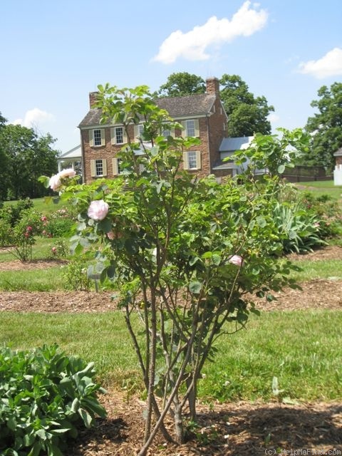 'Céleste (alba, syn. 'Celestial')' rose photo