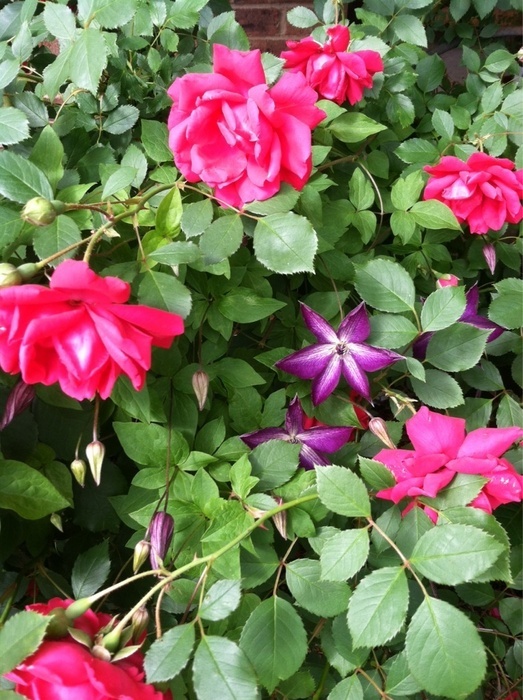 'Gascogne rose garden'  photo