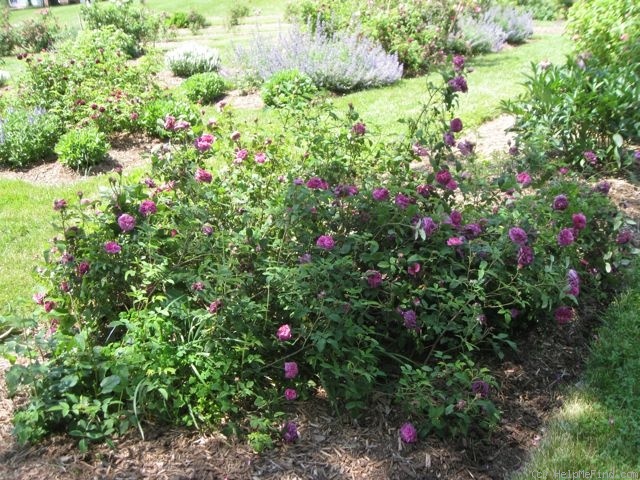 'Robert le Diable (centifolia, Unknown, pre 1849)' rose photo