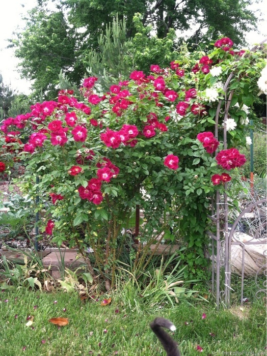 'Night Owl ™' rose photo