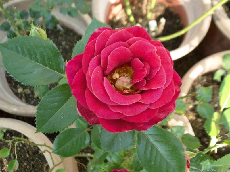 'Paula Smart' rose photo