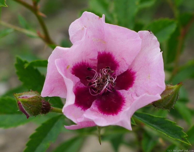 'Euphrates' rose, click to enlarge 'Euphrates' rose photo