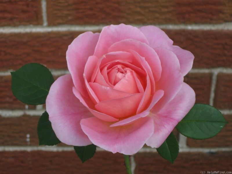 'April Love ™' rose photo