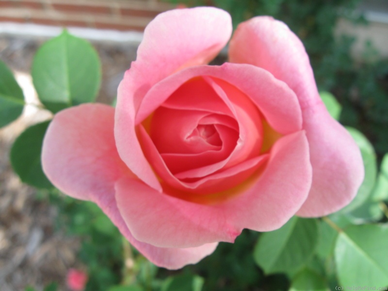 'April Love ™' rose photo