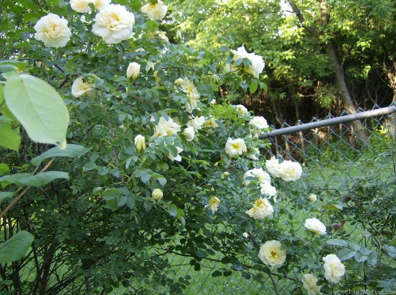 'Agnes (rugosa, Saunders 1902)' rose photo