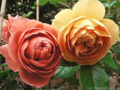 'Summer Song (shrub, Austin 2005)' rose photo