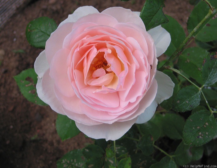 'Heritage ®' rose photo