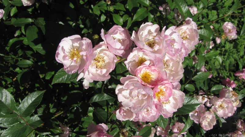 'Enjouée' rose photo