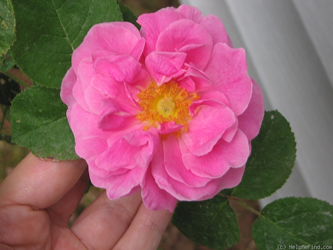'Gallicandy' rose photo