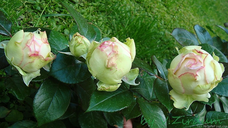 'Biedermeier ®' rose photo