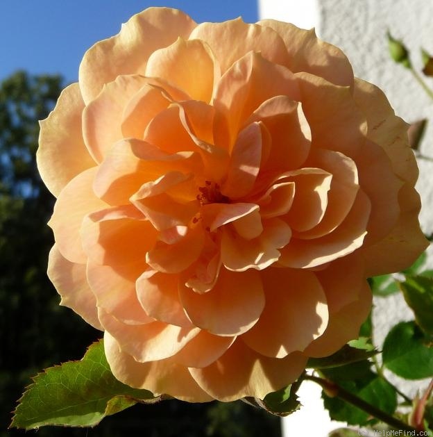 'Pfirsichgold' rose photo