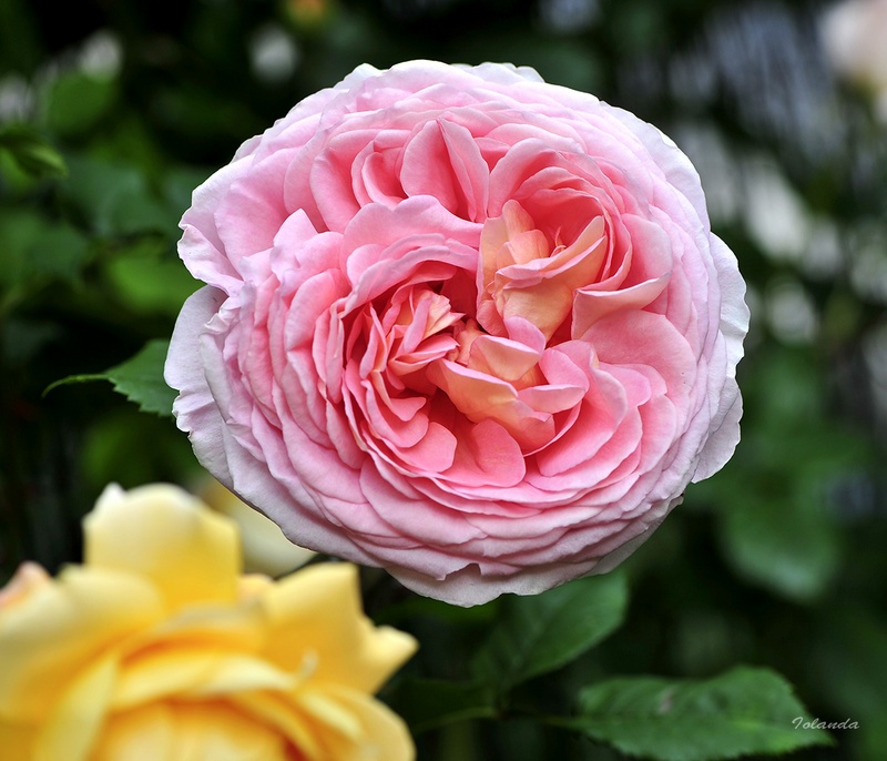 'Abraham Darby' rose photo