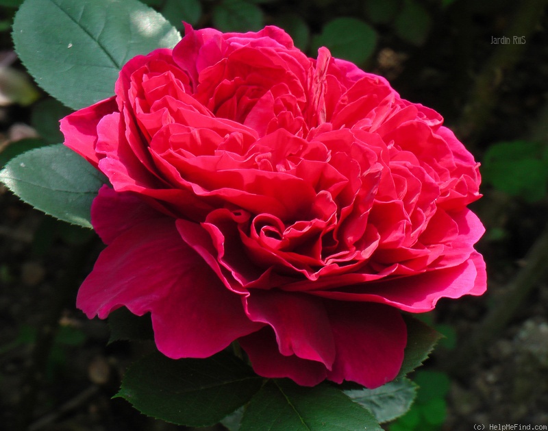 'Heathcliff' rose photo