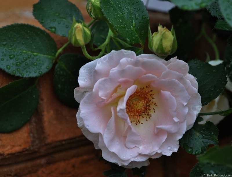 'Rokoko (shrub, Evers/Tantau, 1987)' rose photo