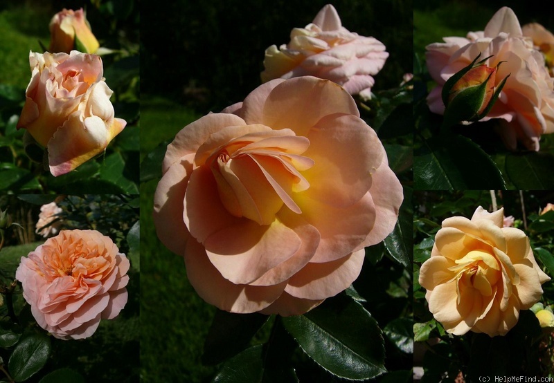 'Cervia®' rose photo