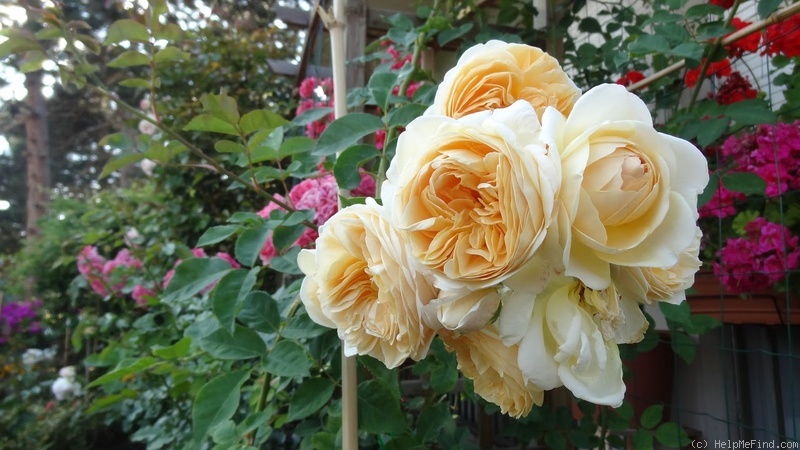 'Teasing Georgia' rose photo