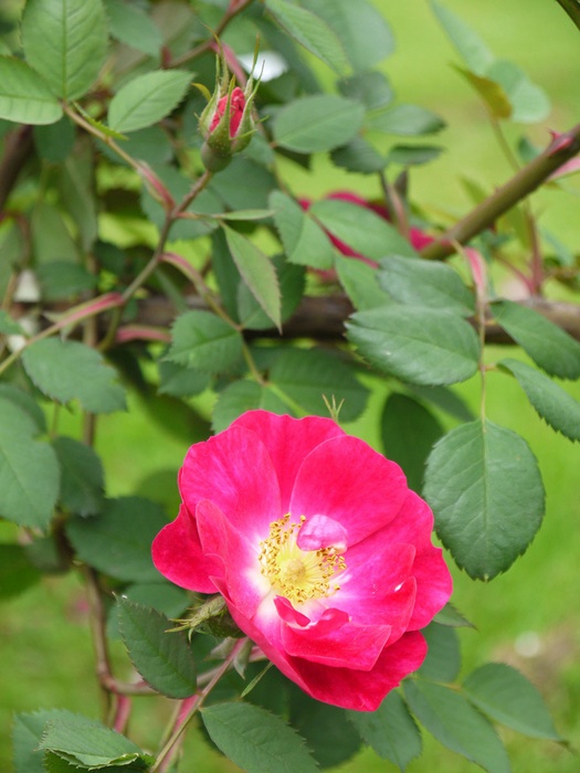 'Parkfeuer' rose photo