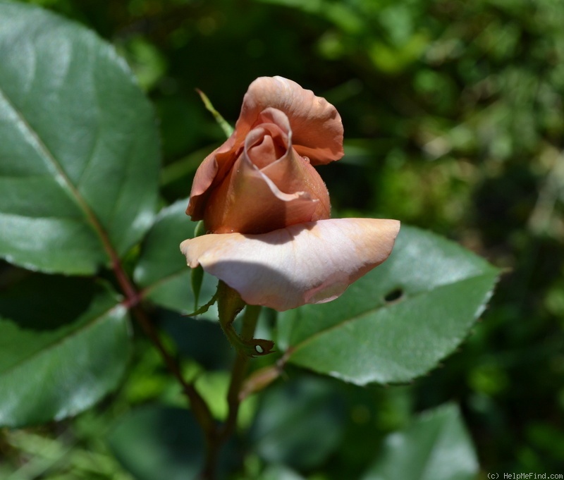 'Julia's Rose' rose, click to enlarge 'Julia's Rose' rose photo