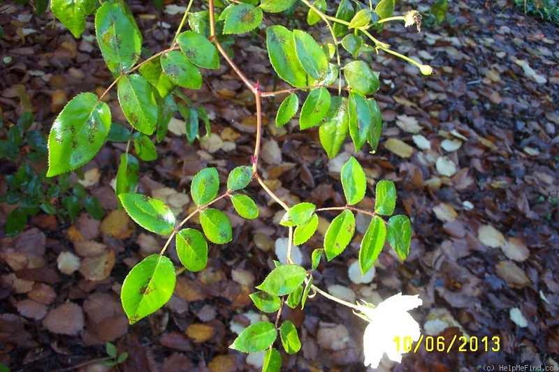 'Moonlight (hybrid musk, Pemberton 1913)' rose, click to enlarge 'Moonlight (hybrid musk, Pemberton 1913)' rose photo
