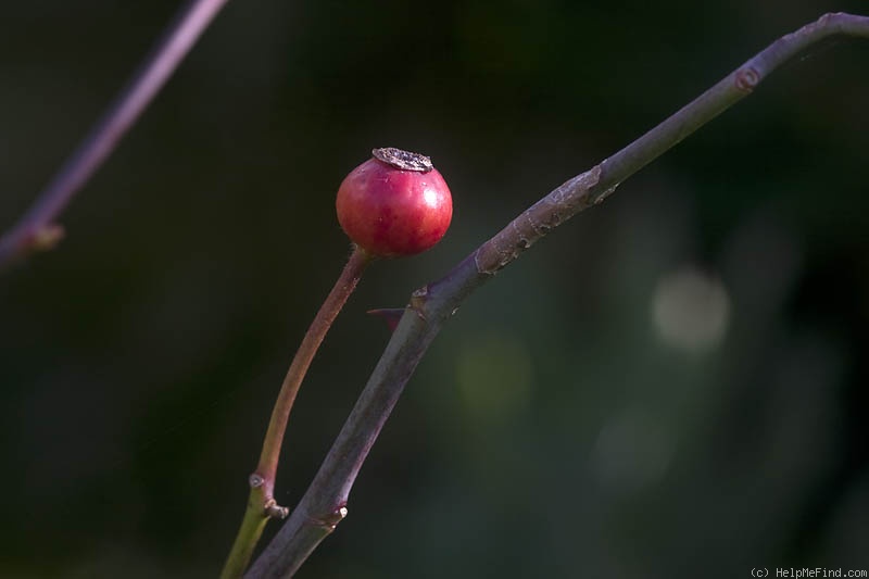 'Trier (Hybrid Multiflora, Lambert, 1904)' rose photo