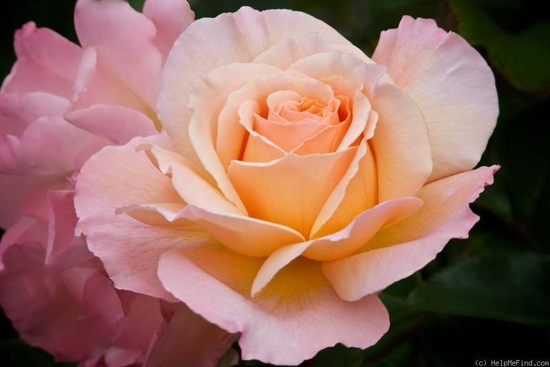 'Pamela Bartrum' rose photo