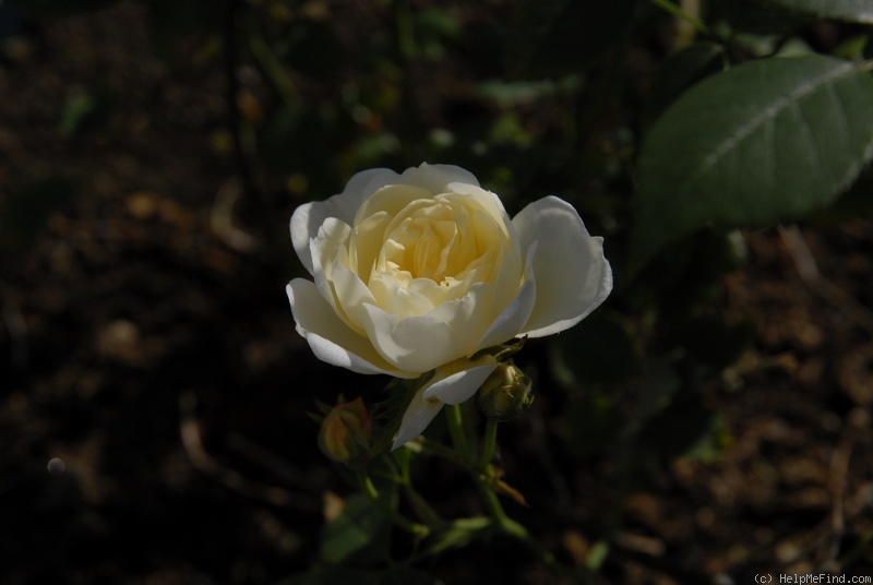 'ChiMinXReve' rose photo