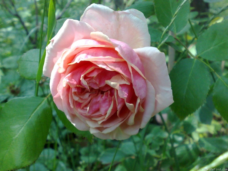 'Beauté de l'Europe' rose photo