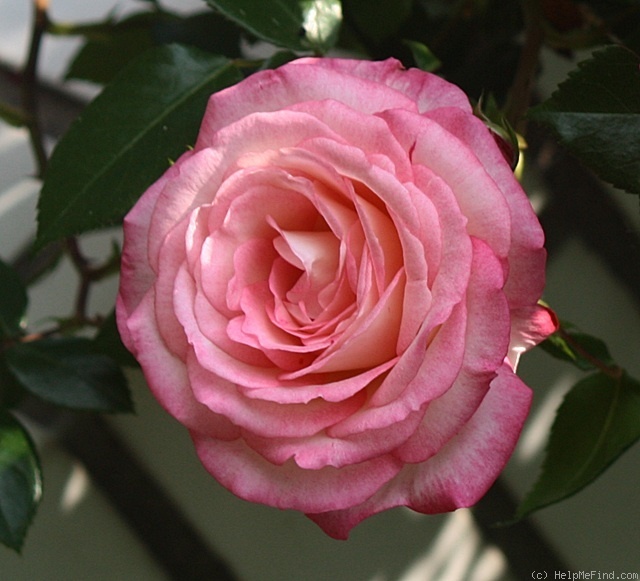 'Harlekin ™ (LCl, Kordes 1986)' rose photo