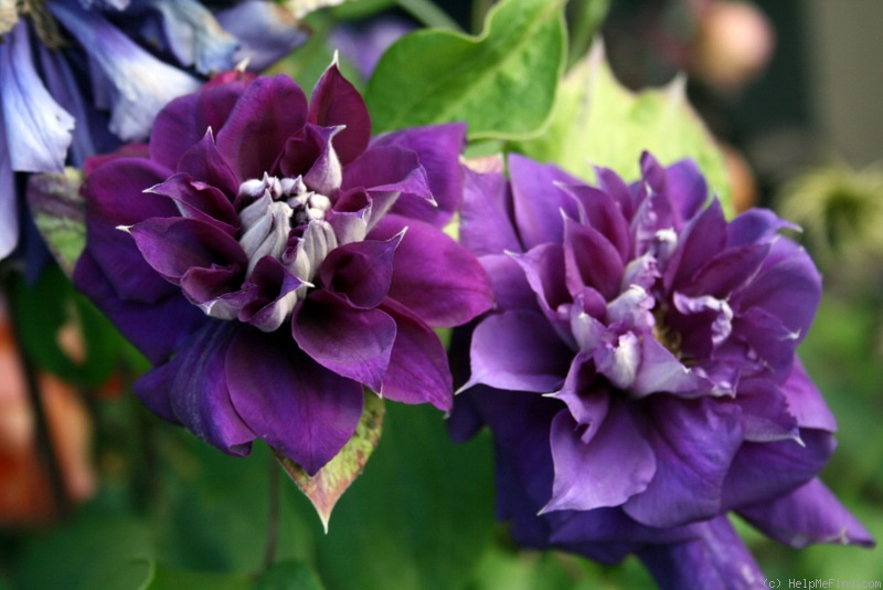 'Franziska Maria' clematis photo