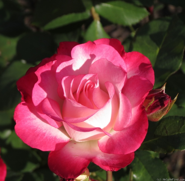 'Nicole ® (floribunda, Kordes 1985)' rose photo