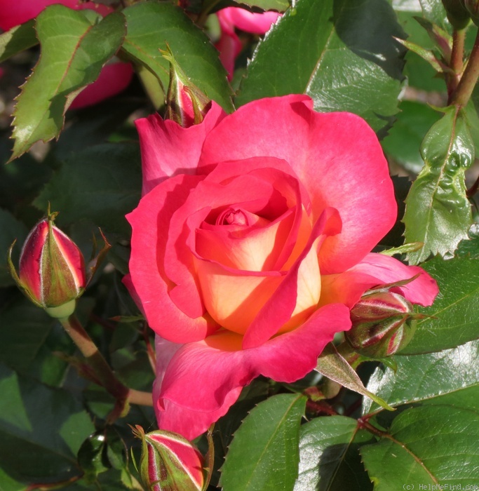 'Rainbow Sorbet ™' rose photo