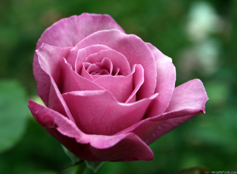 'Lilac Dawn' rose photo