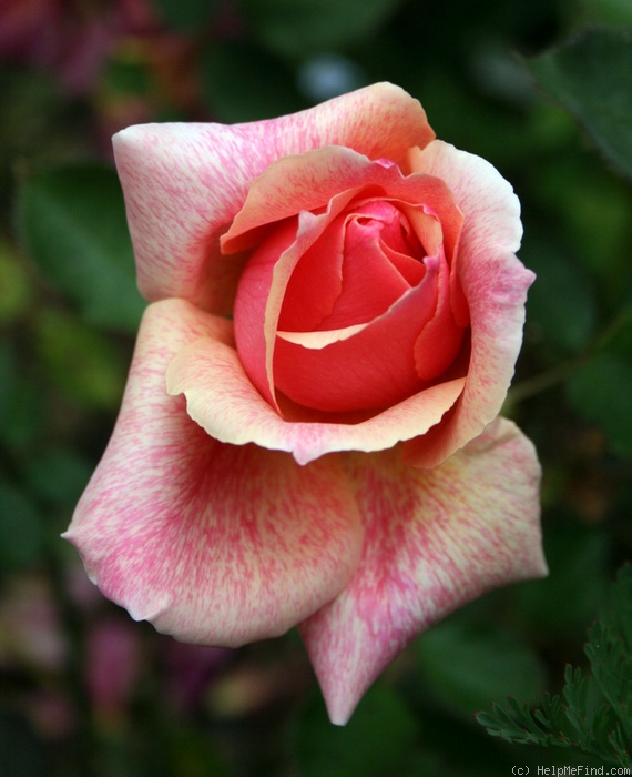 'Incredible' rose photo