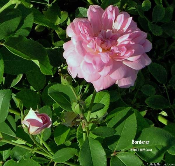 'Borderer' rose photo