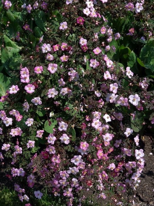 '<I>Rosa elegantula</I> 'Persetosa' synonym' rose photo