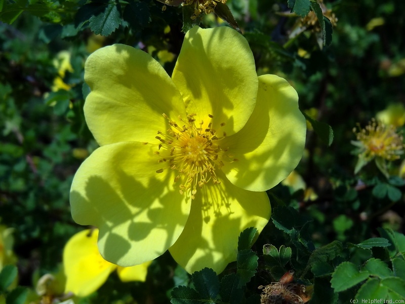 'Helen Knight' rose photo