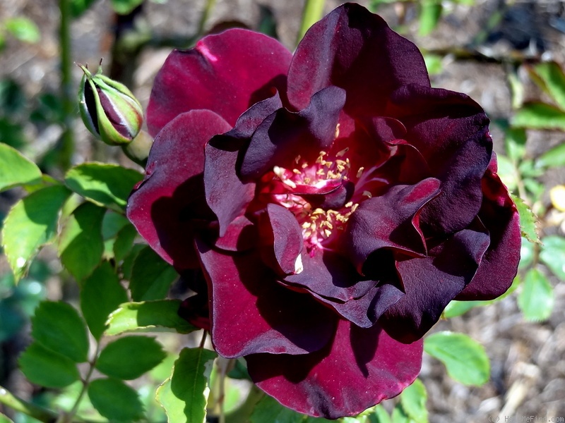 'Joan Beales' rose photo