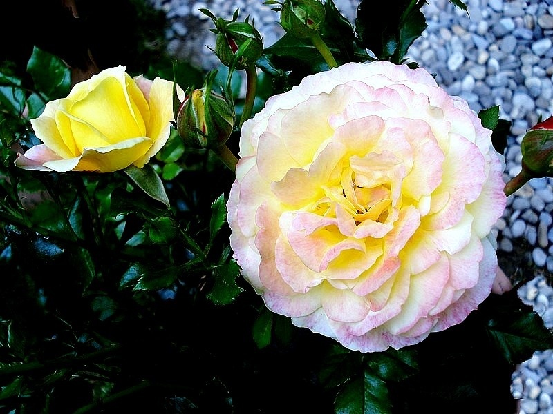 'Rose der Hoffnung ®' rose photo