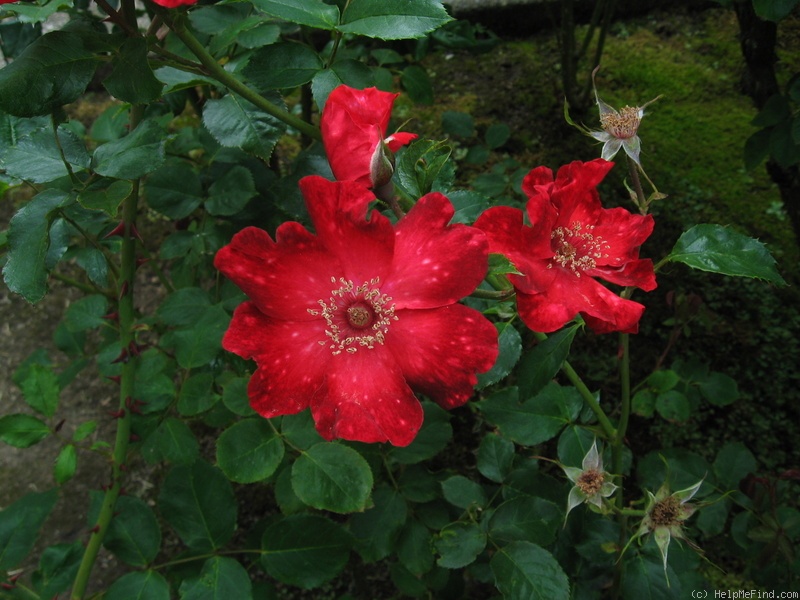 'Red Galaxy' rose photo