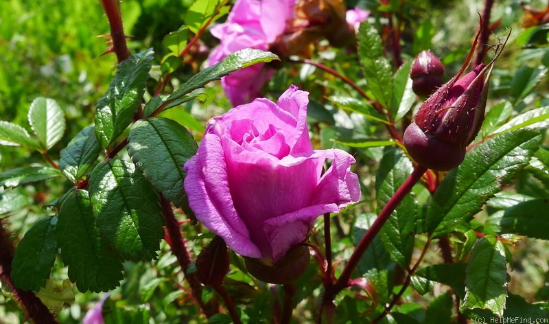 'Metis' rose photo