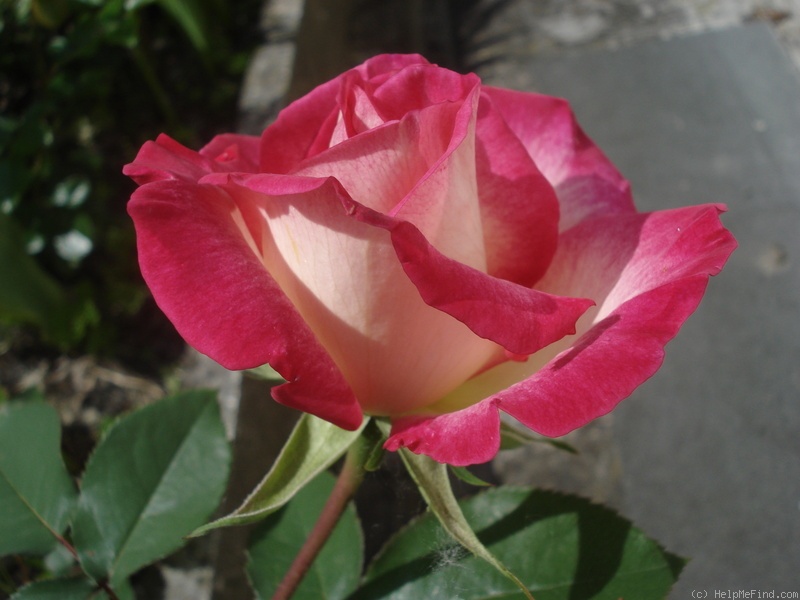 'Jaltinskij Suvenir' rose photo