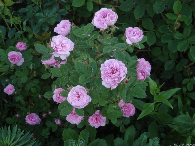 'De Meaux' rose photo