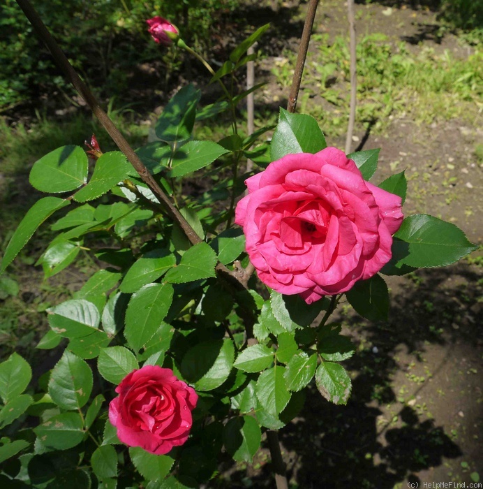 'Lancome ™' rose photo