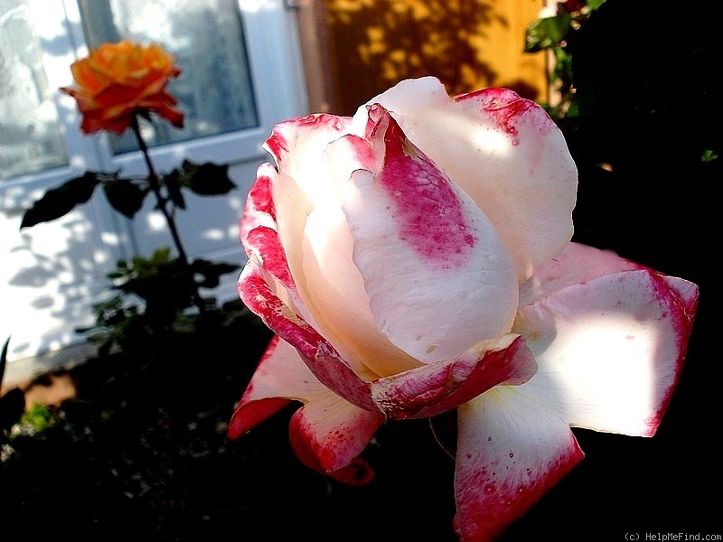 'Laetitia Casta ®' rose photo