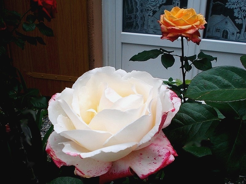 'Laetitia Casta ®' rose photo