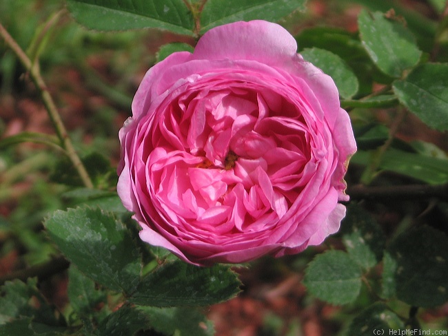 'Châpeau de Napoléon' rose photo