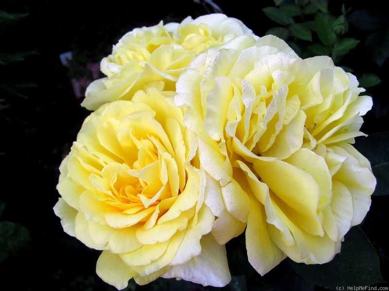 'Bernard Hinault ®' rose photo