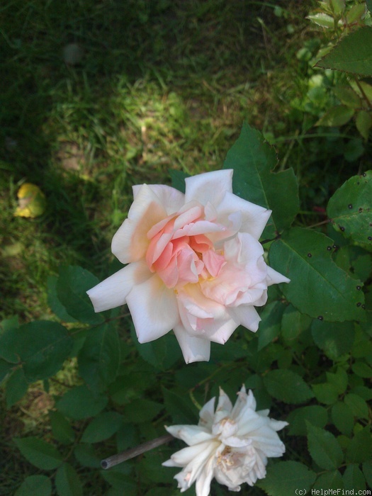 'Arethusa (china, Paul, 1903)' rose, click to enlarge 'Arethusa (china, Paul, 1903)' rose photo