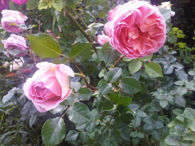 'Abraham Darby' rose, click to enlarge 'Abraham Darby' rose photo
