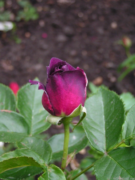 'Ebb Tide ™ (floribunda, Carruth 2001)' rose, click to enlarge 'Ebb Tide ™ (floribunda, Carruth 2001)' rose photo